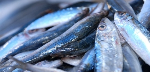 Balık tezgahları şenlendi