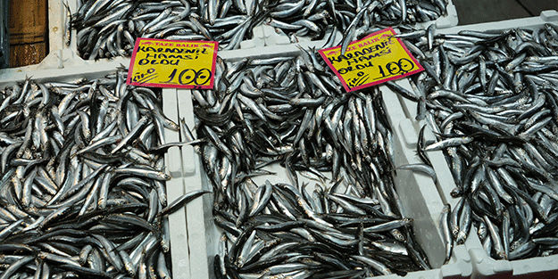 Balık tezgahlarında hamsi bolluğu yaşanıyor, fiyatlar geriledi