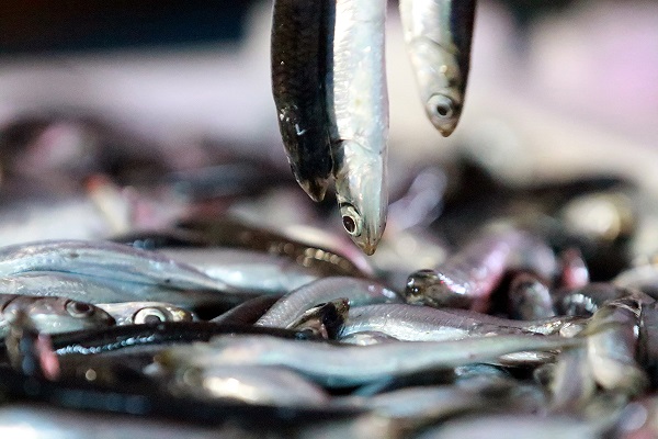 Balık tüketenler dikkat! Balıklarla ilgili korkutan açıklama