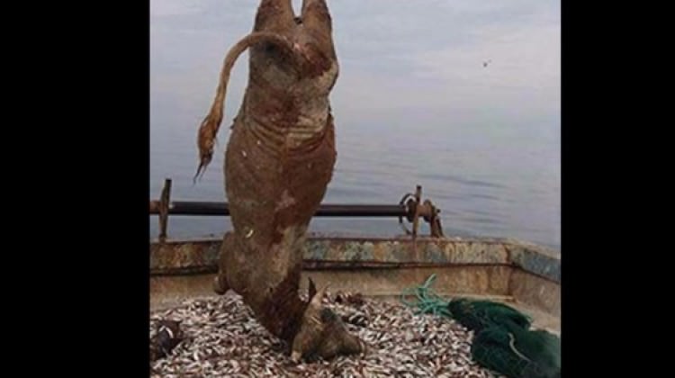 Balıkçı ağına 700 kiloluk dana takıldı!