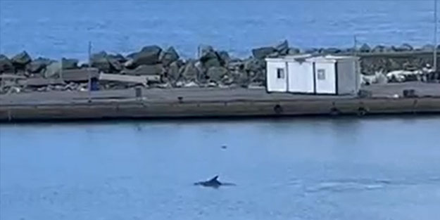 Balıkçı barınağındaki yunus şaşırttı