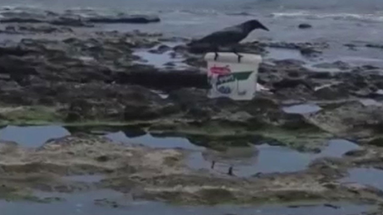 Balıkçı ne olduğunu anlayamadı! Yaramaz karga balığı böyle kaçırdı