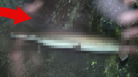 Balıkçı oltasına takıldı! Tarih öncesi yaratığı güçlükle yukarı çektiler! Araştırmacılar hemen bunu yaptı