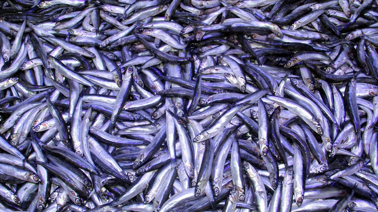 Balıkçı sezonu zararına kapattı! Hamsi bol ama kazanç yok