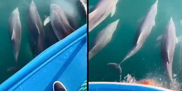 Balıkçı teknesine eşlik eden yunus sürüsü renkli görüntüler oluşturdu