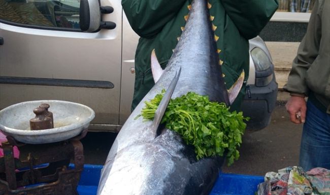 Balıkçı tezgahındaki iri orkinos ilgi çekti
