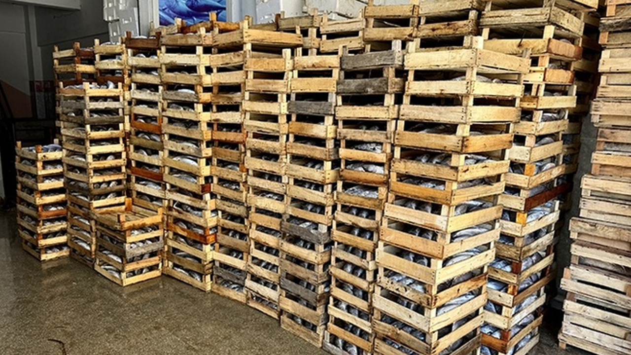 Balıkçılar 2 bin kasa palamut avladı