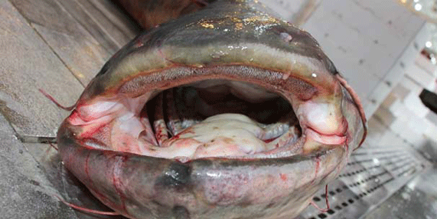 Balıkçılar bile şok oldu… Bu dev nehirden çıktı!