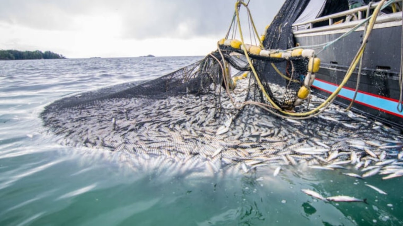 Balıkçılar denize açıldı, bir gecede binlerce kasa doldu!