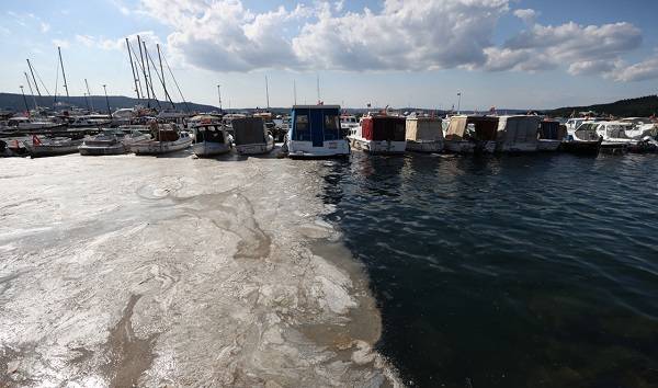 Balıkçılar müsilaj desteğini nasıl alacak? Müsilaj desteği başvuru şartları