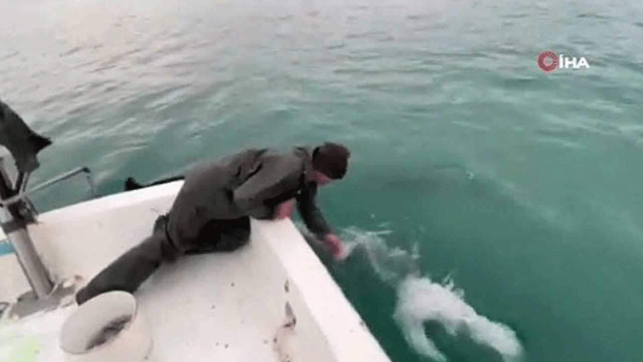 Balıkçılar yunusları özgür bırakmak için harekete geçti!