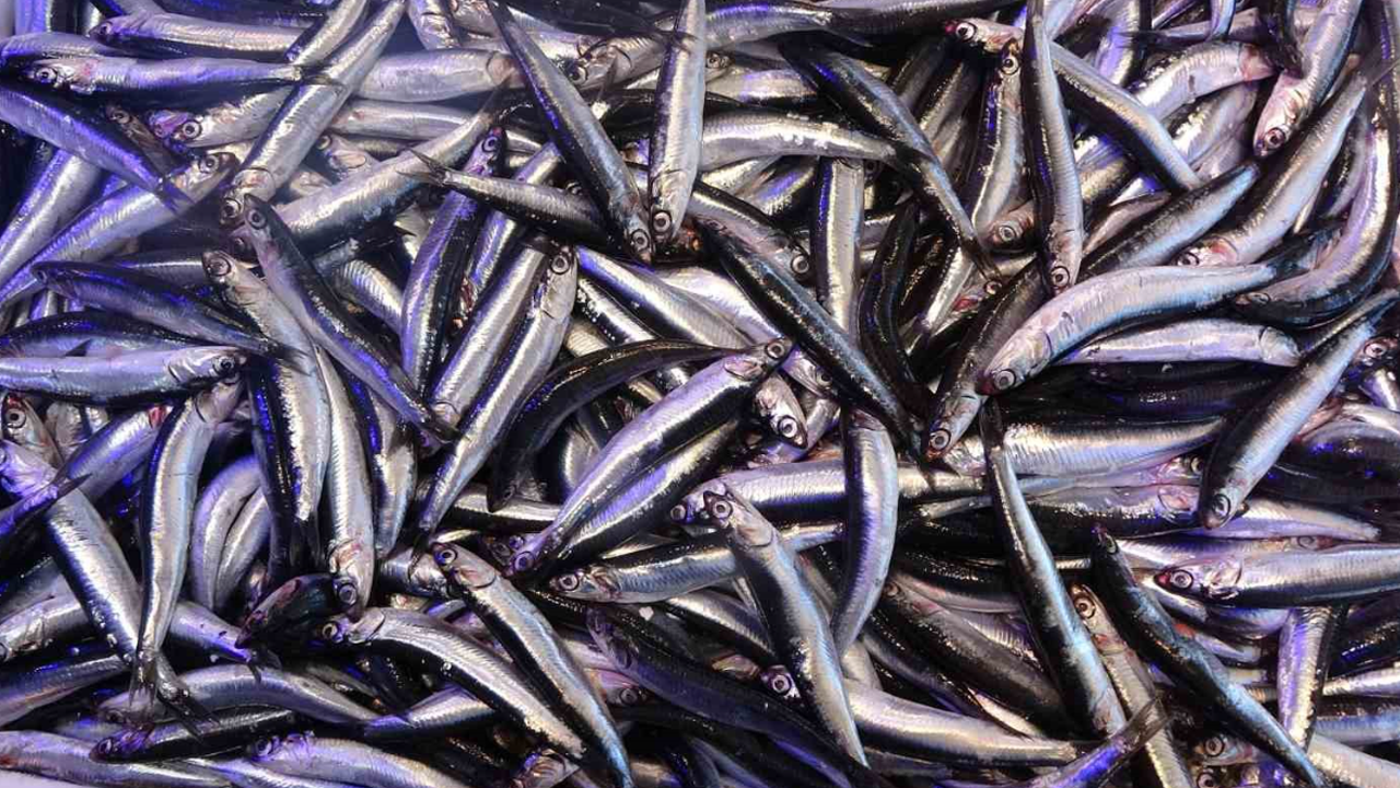 Balıkçılara hamsi şoku!