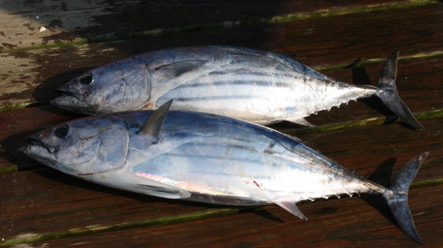 Balıkçılarda yeni sezon heyecanı başladı