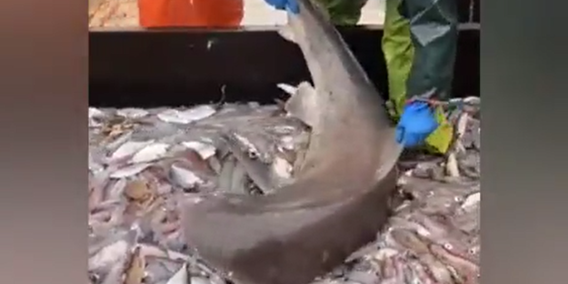 Balıkçıların ağına takılan köpek balığı küçük balıkları böyle yedi!