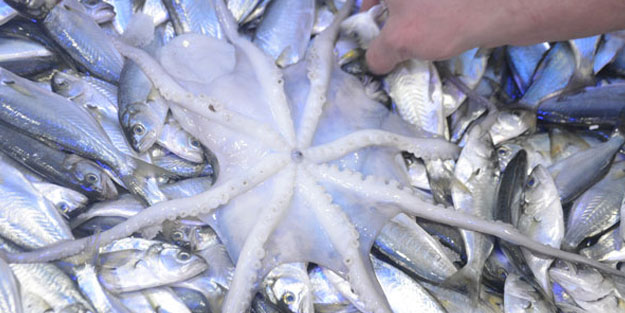 Balıkçıların ağlarına takıldı, Bilecik'te ilgi odağı oldu