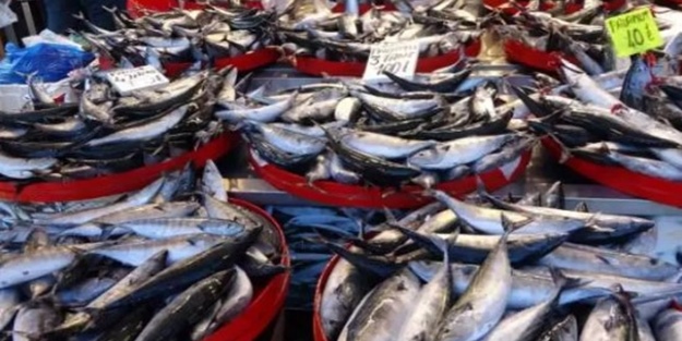 Balıkçıların 'palamut' şaşkınlığı