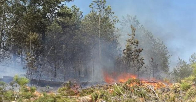 Balıkesir’de orman yangını