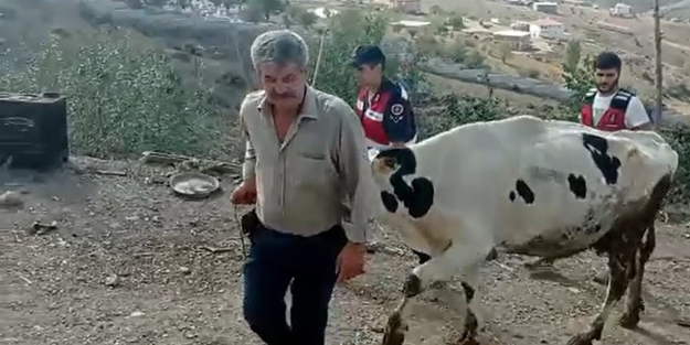 Balıkesir'de ağlatan operasyon! Tüm mal varlığı olan 4 ineğini çaldılar!