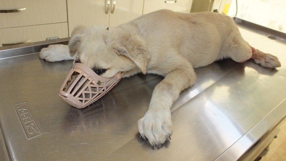 Balıkesir’de aracın çarptığı yavru köpeğe veteriner hekim sahip çıktı 