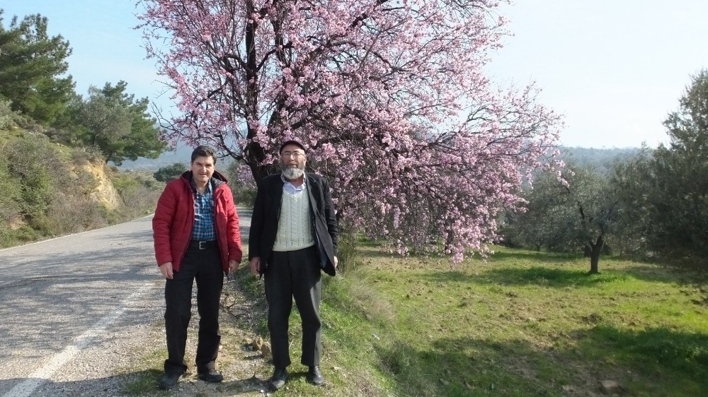 Balıkesir’de bademler çiçek açtı 