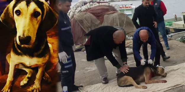 Balıkesir'de dehşet! Köpeğin boğazını kesti