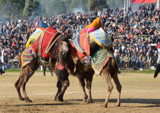 Balıkesir'de deve güreşi heyecanı yaşandı