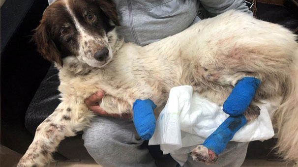 Balıkesir'de işkence edilerek bacakları kesilen 'Sızı' köpek yaşama tutundu!