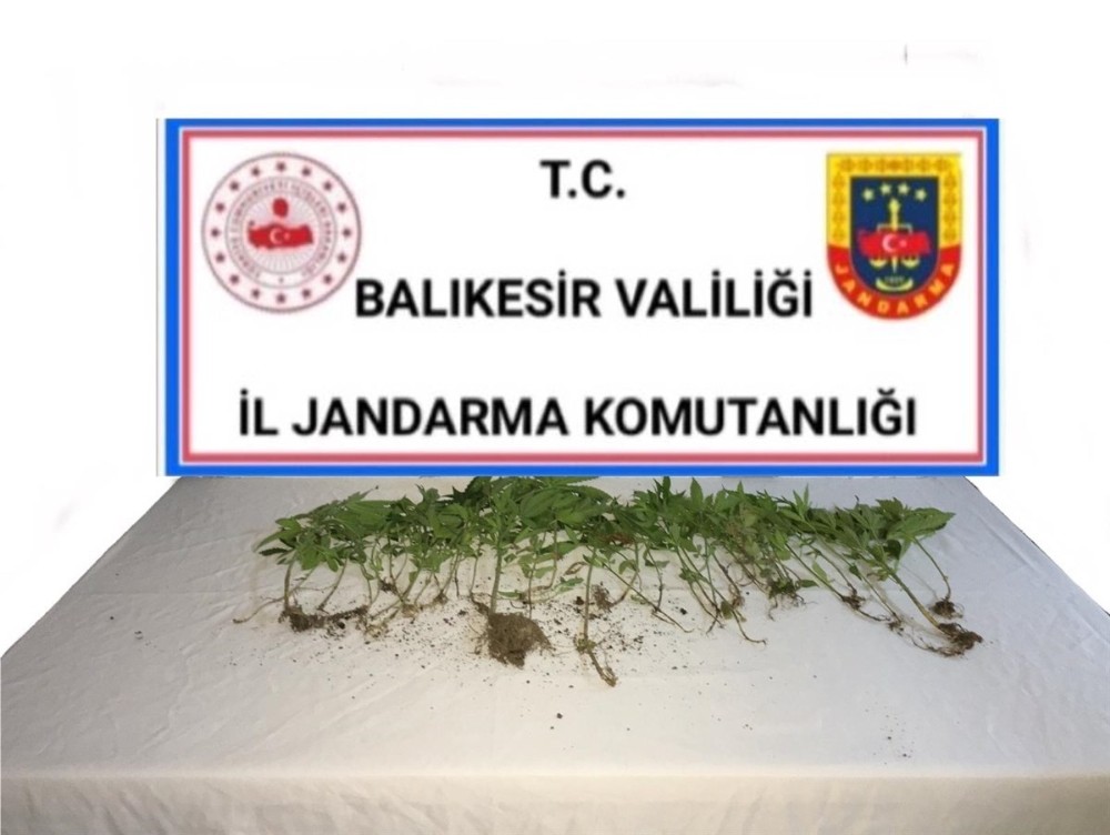 Balıkesir’de jandarmadan kenevir operasyonu 