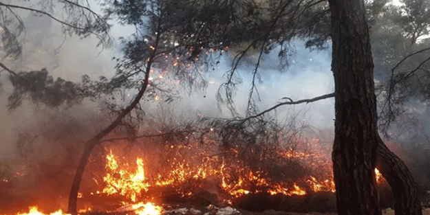 Balıkesir'de orman yangını