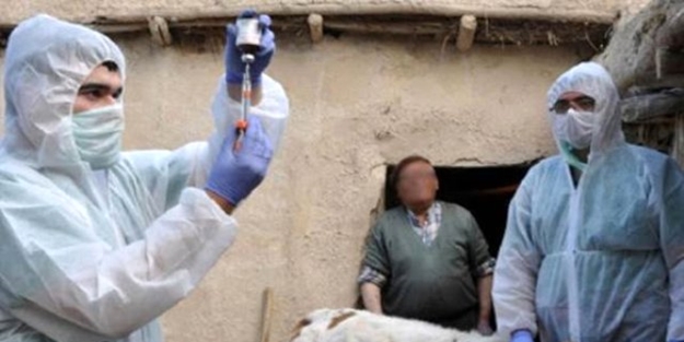 Balıkesir'de şarbon alarmı! 82 hayvan telef oldu