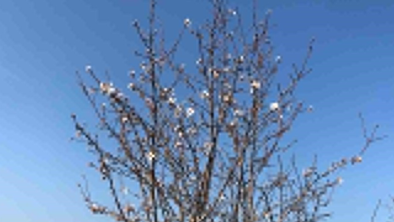 Balıkesir'de şubat ayında badem ağaçları çiçek açtı