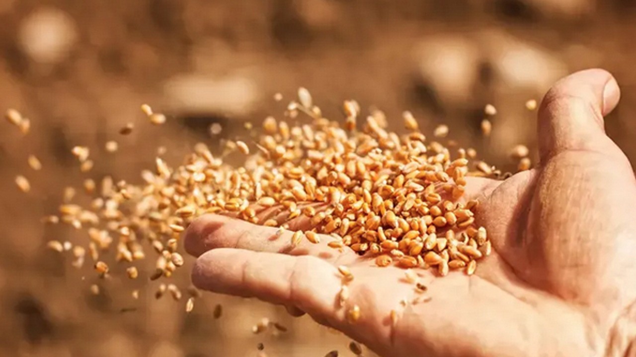 Balıkesir'de Yerli ve milli tohumlar: Azerbaycan, KKTC, İran, Irak, Türkmenistan’a ihraç ediliyor!