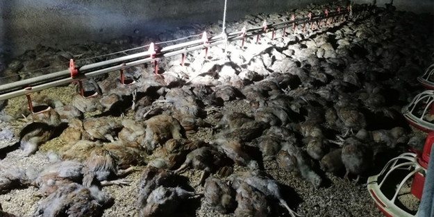 Balıkesir'de yangın faciası: 11 bin civciv telef oldu!