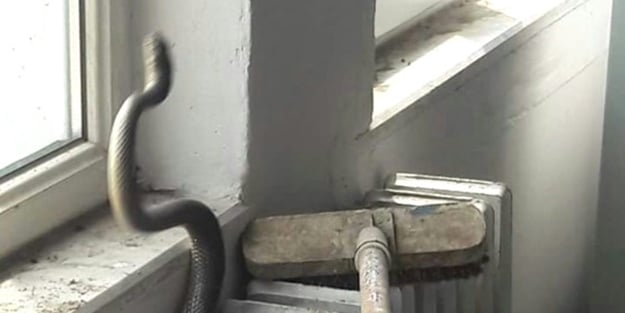 Balıkesir'de yılan paniği okulu boşalttırdı