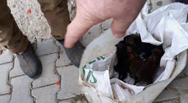 Balıkesir’de yol kenarında bulundu, koruma altına alındı