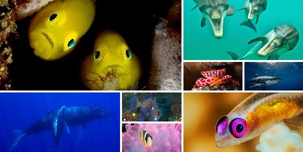 Balıklar ne kadar hızlı yüzebilir? - FOTO