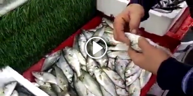 Balıkları dondurucuya koymadan mutlaka izleyin!