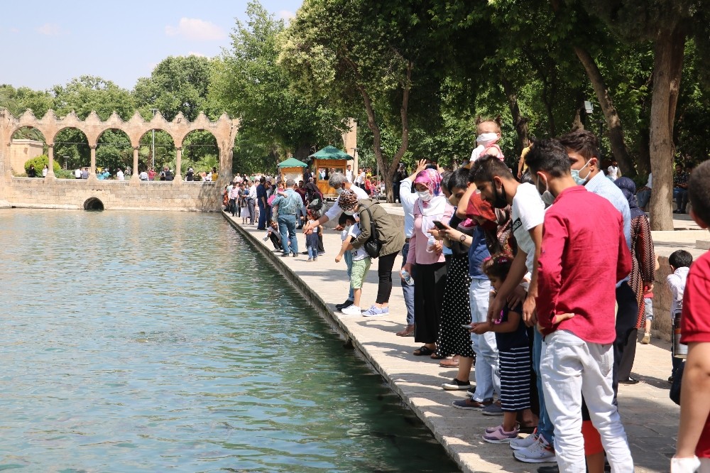 Balıklıgöl’de altın renginde balık görüldü 