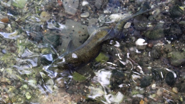 Balıklıgöl'de eğri balık görenleri şaşırttı