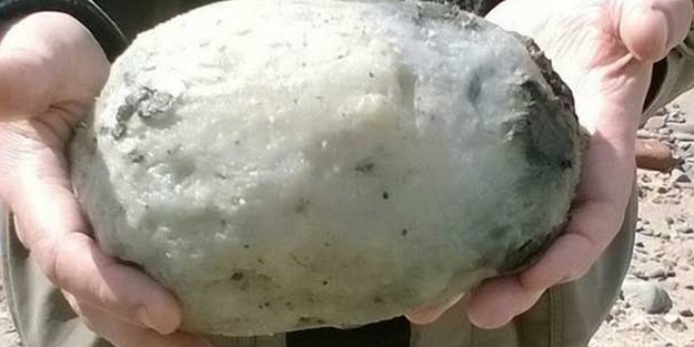 Balina kusmuğu bulan balıkçılar zengin oldu!