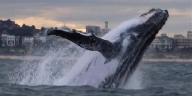 Balinanın muhteşem atlayışı böyle görüntülendi