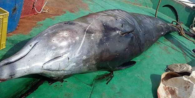 Balinanın ölümüne bakın ne sebep olmuş!