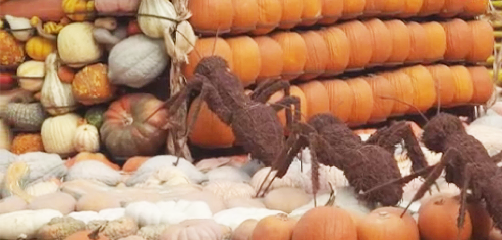 Balkabağı sergisi açıldı: Balkabağı köyünün ilk teması ise ‘Böcek Ütopyası’ oldu