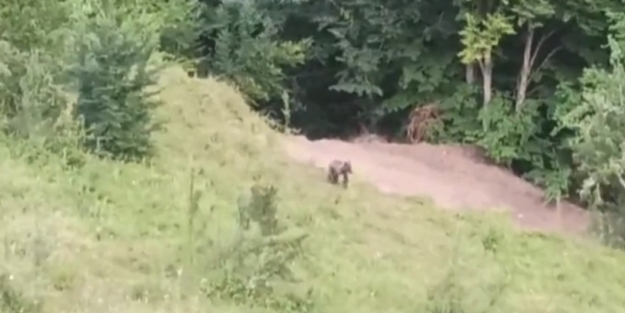 Balkız yuvaya döndü!