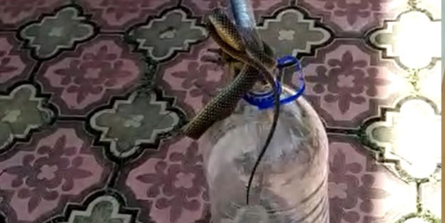 Balkonda görünce hemen belediyeyi aradı!