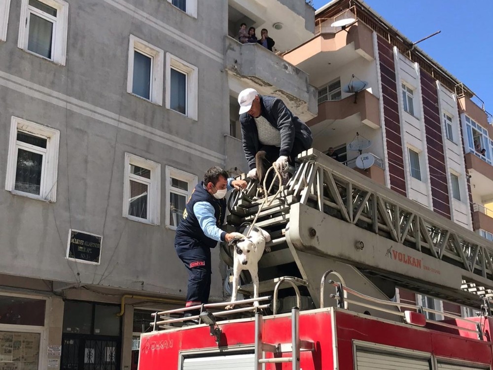 Balkonda unutulan köpek kurtarıldı 