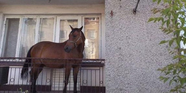 Balkondaki at, görenleri hayrete düşürdü