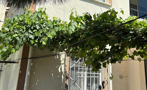 Balkondan düşen bebek hayata böyle tutundu