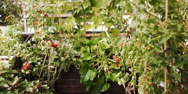 Balkondan mutfağa tarım