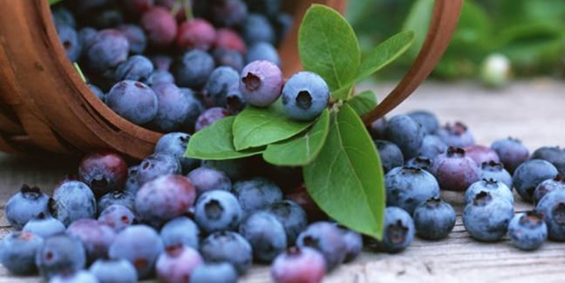 Balkonunuzda yaban mersini yetiştirebilirsiniz!